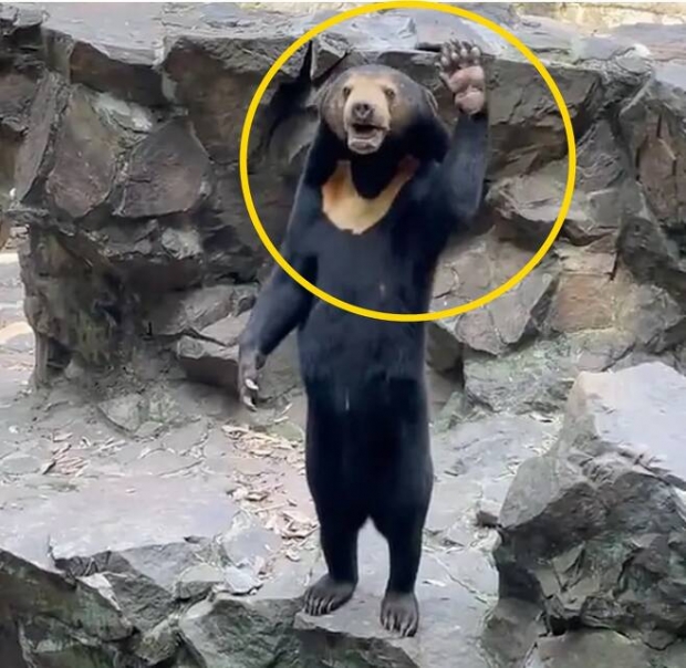 ‘인형 탈’ 논란 中 동물원 곰의 불편한 진실...혹시 서커스 출신?
