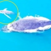 [포착] 혹시 미갈루 같은 알비노?…호주 해안서 흰색 아기 고래 발견