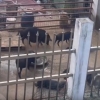 “악취가 진동”…中 도심 주택가서 돼지 등 가축키우는 부부 논란 [여기는 중국]