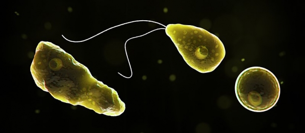 대만서 ‘뇌 먹는 아메바’에 30대 여성 사망…치사율 99% [대만은 지금]