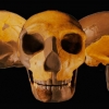 중국서 30만 년 전 두개골 발견 “어떤 초기 인류와도 달라”