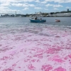 바닷물에 분홍색 염료 푼 加 연구팀 “대기 중 CO₂ 제거 연구 목적”
