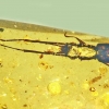1억 년 전 호박에 갇힌 딱정벌레…긴 더듬이의 비밀 [와우! 과학]