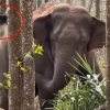 ‘경찰보다 실력 좋네’…마약 무더기로 찾아낸 코끼리 [여기는 중국]