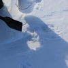 북극곰이 눈 위에 남긴 발자국서 DNA 샘플 채취 [와우! 과학]