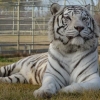 도둑들 침입했다가…호랑이가 금고지키는 아르헨 동물원