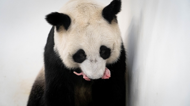 푸바오처럼 사랑받을까?…러시아서 최초로 ‘새끼 판다’ 탄생, 중-러 신뢰 결과