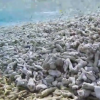 “중국은 ‘산호 살인자’…불법 해병 이용해 생태계 파괴” 필리핀 주장[여기는 중국]