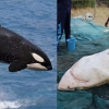 간만 쏙 빼먹는 범고래에 덜덜…남아공 백상아리의 굴욕 [핵잼 사이언스]