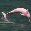 “인간이 미안해”…멸종위기 분홍돌고래 100여 마리 떼죽음, 원인은?