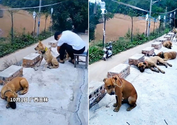 “뭘 먹였길래”…개 6마리 나란히 ‘링거 주사’ 꽂고 앓아누웠네 [여기는 중국]
