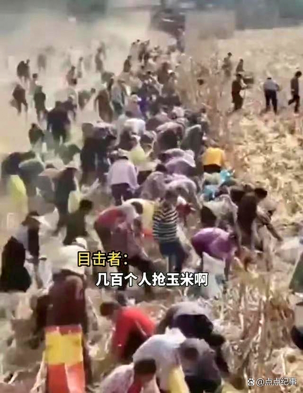 ‘평범한 주민들이 돌연 약탈자로’..500명 떼로 옥수수밭 약탈 [여기는 중국]
