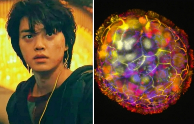 ‘스위트홈’ 괴물 능력, 현실로?…스스로 상처 치유하는 인간세포 로봇 개발[핵잼 사이언스]