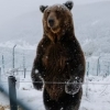 “곰도 ‘불면증’ 시달려요”…日, 잦은 곰 출몰에 당혹 그 자체 [여기는 일본]
