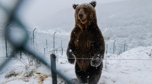“곰도 ‘불면증’ 시달려요”…日, 잦은 곰 출몰에 당혹 그 자체 [여기는 일본]