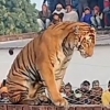 고양이 아냐?…인도 마을 담벼락 위에 엎드린 호랑이 (영상)