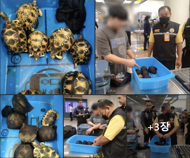 멸종위기 거북이 7마리 빼돌린 20대 한국인, 태국서 체포 [여기는 동남아]