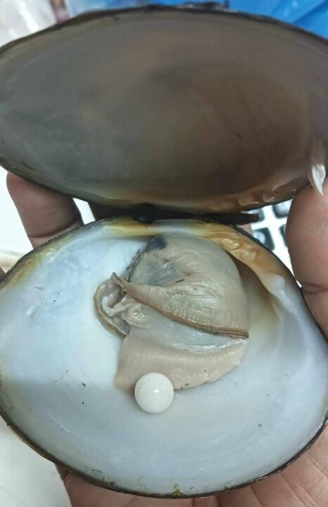 조개구이 먹던 중 억대의 희귀 진주 발견[여기는 동남아]
