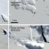 지구온난화로 위기 놓인 황제펭귄, 남극에 새 서식지 발견 [핵잼 사이언스]