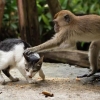 ‘고양이 집단 학대’한 원숭이들 결국…中 동물원 발칵 [핫이슈]