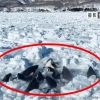 [포착] 얼음에 갇혀 고개만 내민 범고래들…일본 당국 “구조 불가능”(영상)