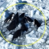 [포착] 日 얼음 갇혀 죽을 뻔한 범고래 무리 스스로 탈출했다