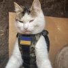 고양이, 러 전쟁서 ‘우크라 비밀 무기’가 된 이유 [핫이슈]