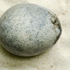무려 1700년 전 계란…흰자·노른자 보존한 알 발견 [핵잼 사이언스]