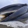[포착] 밧줄에 상처에…멸종위기 거대 참고래 사체 발견