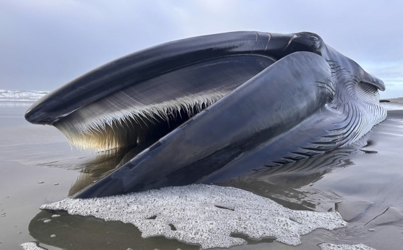 [포착] 밧줄에 상처에…멸종위기 거대 참고래 사체 발견