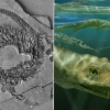 신화 속 ‘용’ 실존?…2억 4000만년 전 ‘똑 닮은’ 화석 발견[핵잼 사이언스]