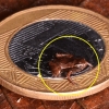 세상에서 가장 작은 척추동물은 바로 이 개구리 [와우! 과학]
