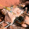 개와 산책 중 7000만 년 된 티타노사우루스 화석 발견 [핵잼 사이언스]
