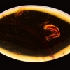 영원한 사랑…3800만 년 전 ‘짝짓기’ 중 호박에 갇힌 개미 한쌍 [핵잼 사이언스]