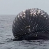 [영상] 거대한 풍선?…폭발할듯 부풀어오른 고래 사체 발견