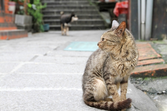 길고양이 때문에 부상…中 법원 “캣맘이 치료비 배상” 판결 [여기는 중국]