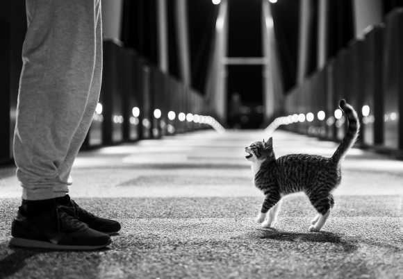 은혜로운 고양이, 은혜갚은 고양이들을 만나다 [인마이포캣]