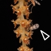 세상에서 가장 작은 난초에 꽃가루받이 해주는 곤충 정체는? [와우! 과학]