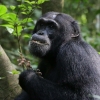‘아프면 스스로 치료’…침팬지의 놀라운 지능 (영상)