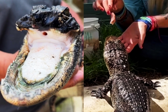 입 절반 없는 ‘희귀 악어’ 근황 공개