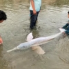 “멸종위기 핑크돌고래를 보호하자” 환경파괴로 좌초사고 잇따라 [여기는 남미]