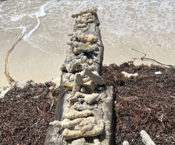 허리케인에 휩쓸고 지나가자…해변에 나타난 18세기 유물 [여기는 남미]