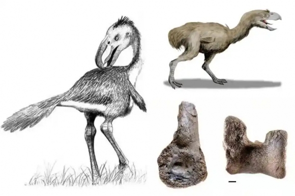 가장 큰 ‘공포의 새’ 화석 발견…“키 3m 달했으나 고대 악어에게 사냥당해” [핵잼 사이언스]