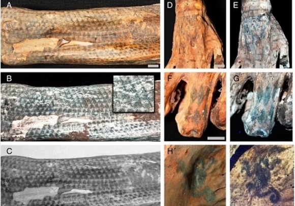 1200년 전 미라 몸에 새겨진 ‘문신’ 자세히 보니