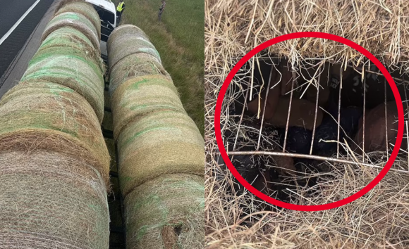 이런 수법은 처음…건초더미 속 불법 이민자 12명 적발