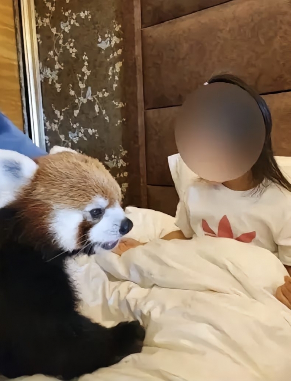 “레서판다가 깨워줘요”…중국 호텔, ‘동물학대’ 모닝콜 서비스 논란