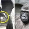 아이가 동물원 우리 안에 떨어지자 품에 안아…‘영웅 고릴라’ 근황 전해져