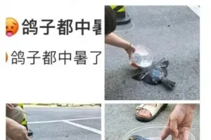 얼마나 더우면...체감온도 43도에 ‘더위 먹은’ 새, 도로