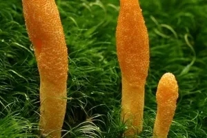 ‘살찌는 좀비 애벌레’의 비밀 밝혀졌다! 기생 곰팡이의 섬뜩