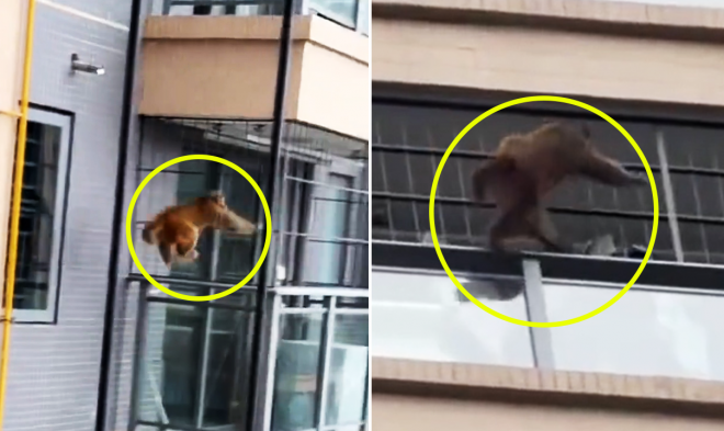 “이걸 어떻게 잡아요”…고층 아파트 외벽 타는 ‘파쿠르 원숭이’